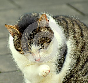 Cat staring intensely at the camera.