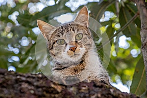 Cat Staring Intensely from tree