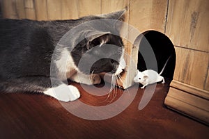 Cat staring at a mouse coming out of it's hole photo