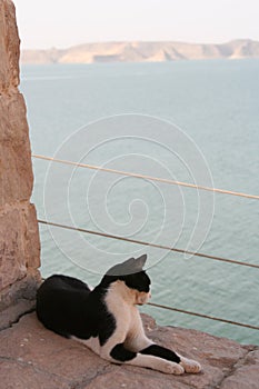 Cat Staring At Red Sea