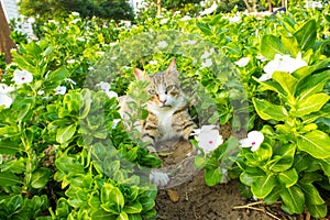 A cat staring sharply while in the flowering plants.