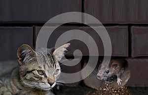 Cat staring and waiting a mouse to come out of its hole