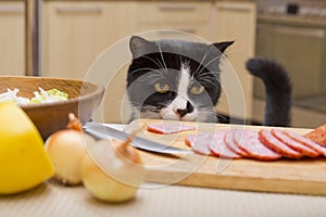 Cat steals sausage