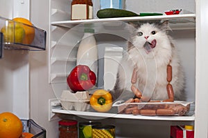 Cat steals sausage from the refrigerator