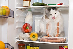 Cat steals sausage from the refrigerator