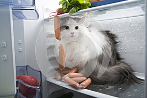 Cat steals sausage from the refrigerator