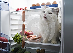 Cat steals sausage from the refrigerator