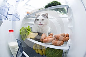 Cat steals sausage from the refrigerator