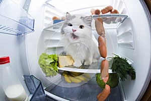 Cat steals sausage from the refrigerator