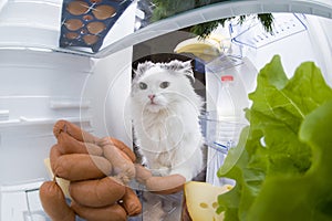 Cat steals sausage from the refrigerator