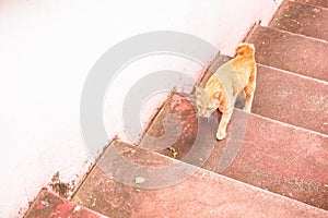 Cat step on the stairs at temple