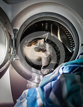 Cat stepping out of washing machine