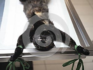 cat sterilization and vet