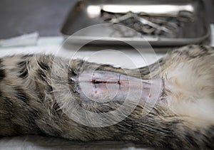 cat sterilization and vet