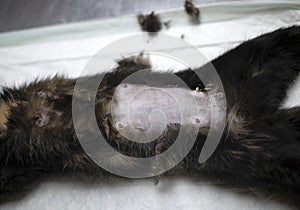 cat sterilization and vet