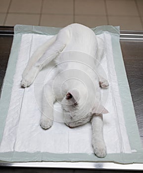 cat sterilization and vet