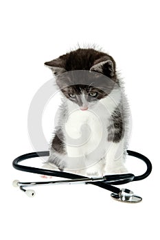 Cat and stethoscope