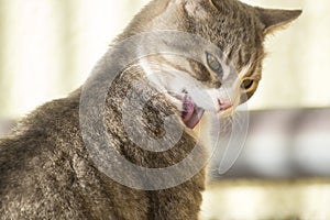 Cat sticking out his tongue looking down