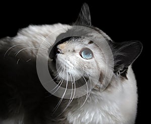 Cat with sticking whisker