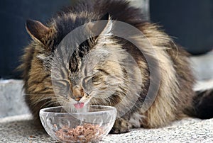 A cat sticks out its tongue when it eats