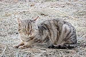 Cat on straw