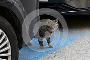 Cat. Stray cat passing between parked cars in the street of Madrid. in Spain. Cat looking at the camera