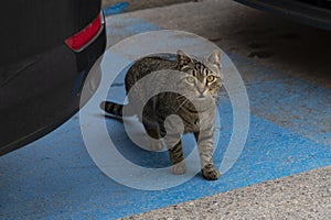 Cat. Stray cat passing between parked cars in the street of Madrid. in Spain. Cat looking at the camera