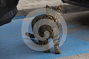 Cat. Stray cat passing between parked cars in the street of Madrid. in Spain. Cat looking at the camera