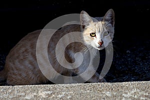 Cat. Stray cat walking through the streets of Cercedilla, in Madrid. Animal. Feline. Domestic animal photo