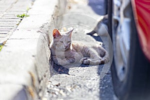 Cat. Stray cat walking through the streets of Cercedilla, in Madrid. Animal. Feline. Domestic animal photo