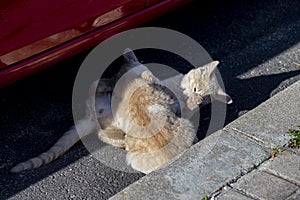 Cat. Stray cat walking through the streets of Cercedilla, in Madrid. Animal. Feline. Domestic animal photo