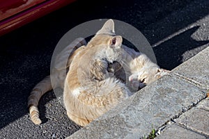 Cat. Stray cat walking through the streets of Cercedilla, in Madrid. Animal. Feline. Domestic animal photo