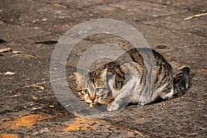 Cat on the street