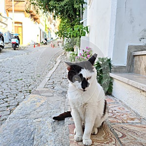 A cat in a street of Bozcaada Tenedos Turkey
