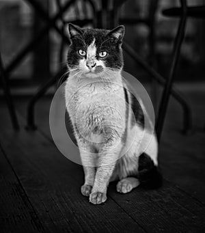 Cat from the street BW