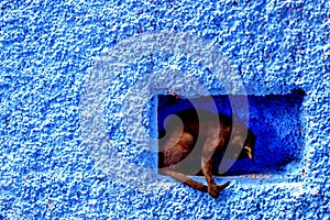 Cat on the street Chefchaouen Morocco. Chefchaouen, a city with blue painted houses