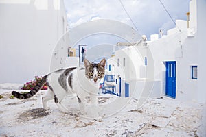 Cat on the street at Mykonos, Greece