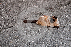 Cat on a street in Saint-Gervais-Les-Bains/Le Fayet