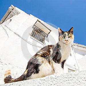 Cat in a street