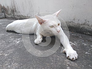 Cat stretch oneself on ground