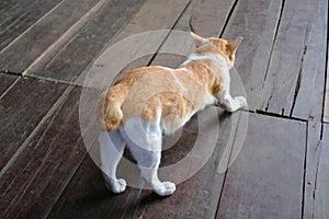 Cat stretch and twisted