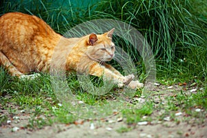 Cat stretches on grass