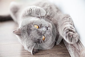 Cat stretching its foreleg