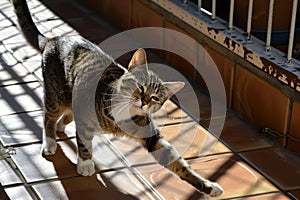 cat stretching on a sunny spot of a tilecovered porch