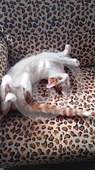 Cat stretch