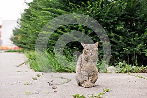 Cat in the garden near the house. Slovakia