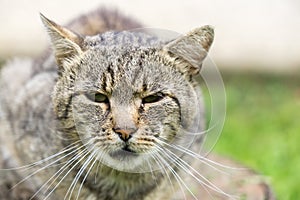 Cat in the garden near the house. Slovakia