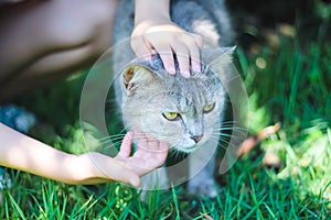 Cat with stroking massage head and scratches under chin by asian girl hand touching gentle , pet and owner on green grass garden
