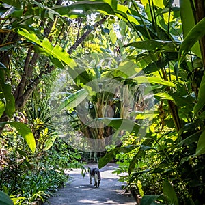 Cat strolls along a path between lush tropical plants at the Lake Chapala Society in Ajijic Mexico