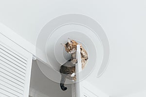 The cat is stuck and sits on the door of the closet near the ceiling of the house photo